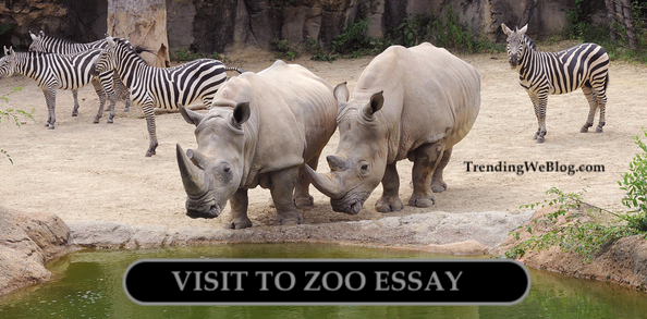 Visit to Zoo Essay