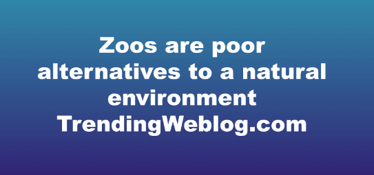 Zoos are poor alternatives to a natural environment